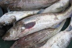 鳕鱼最新爆料图片及价格,价格波动引关注！”