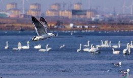 天津海鸥爆料视频最新版,惊人内幕曝光！